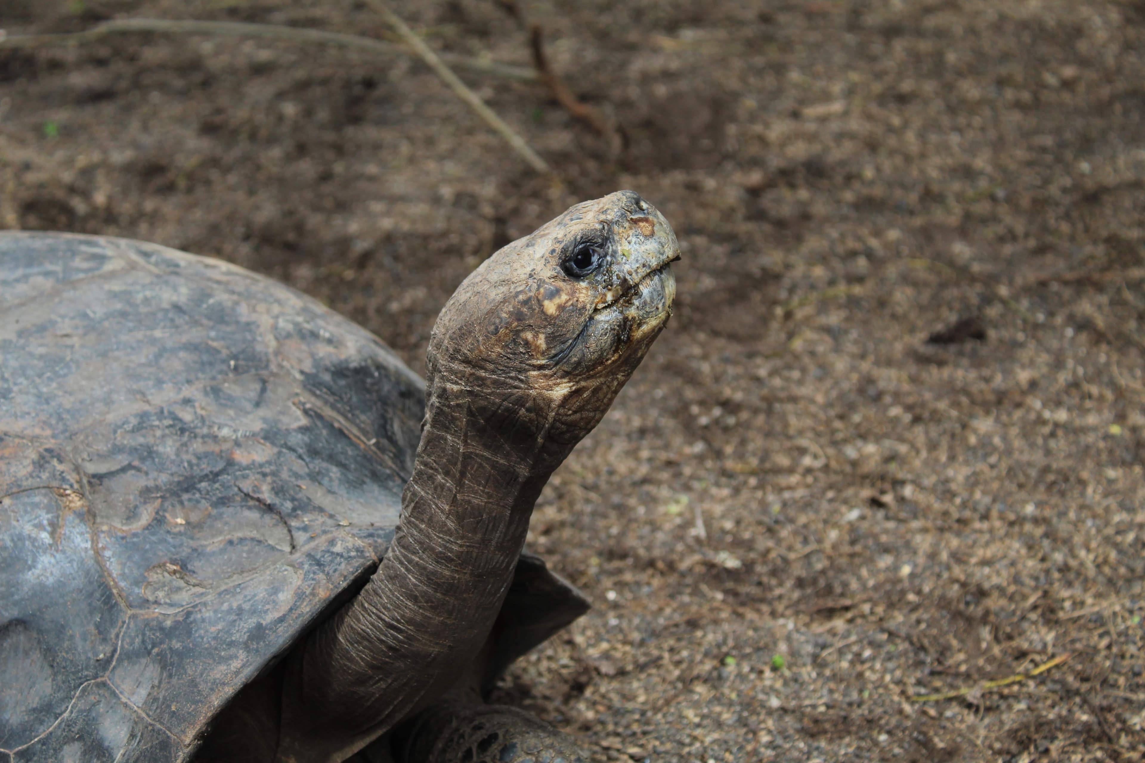 Galapagos Islands